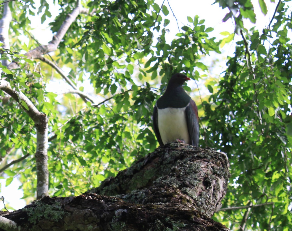 New Zealand Pigeon - ML647736921