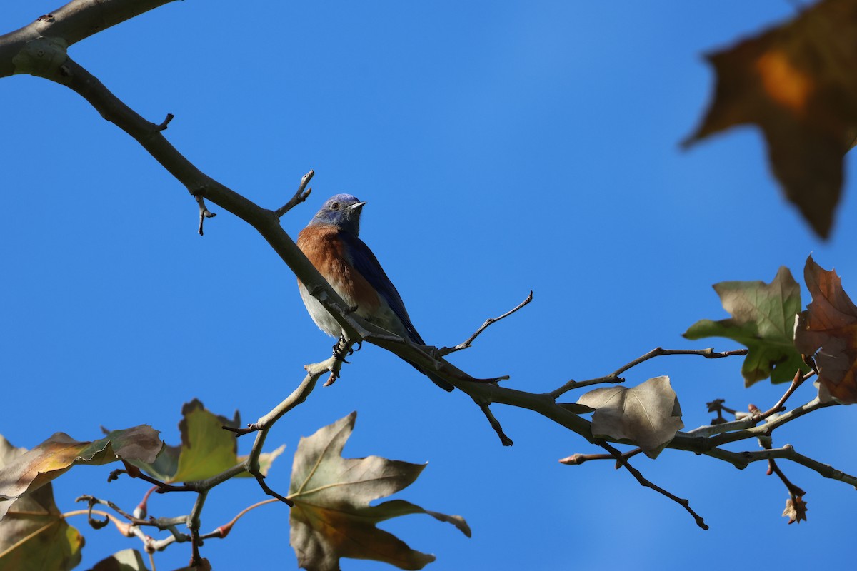 Western Bluebird - ML647736924