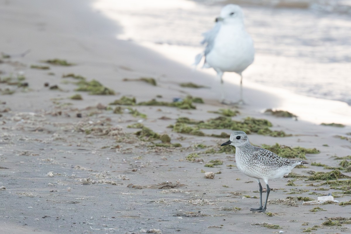 ダイゼン - ML647736928