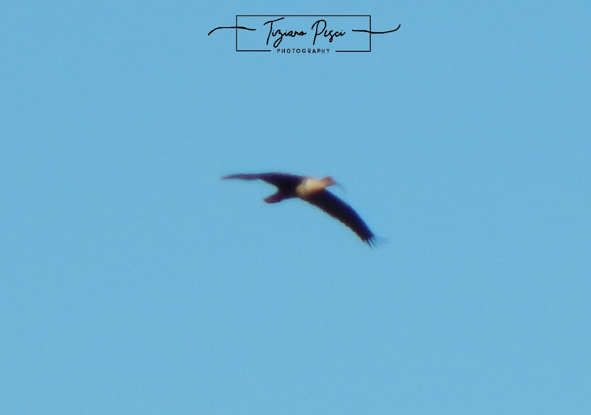 Black-faced Ibis - ML647736929