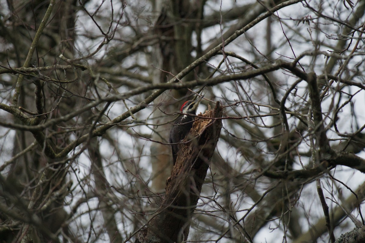 datel chocholatý - ML647736930