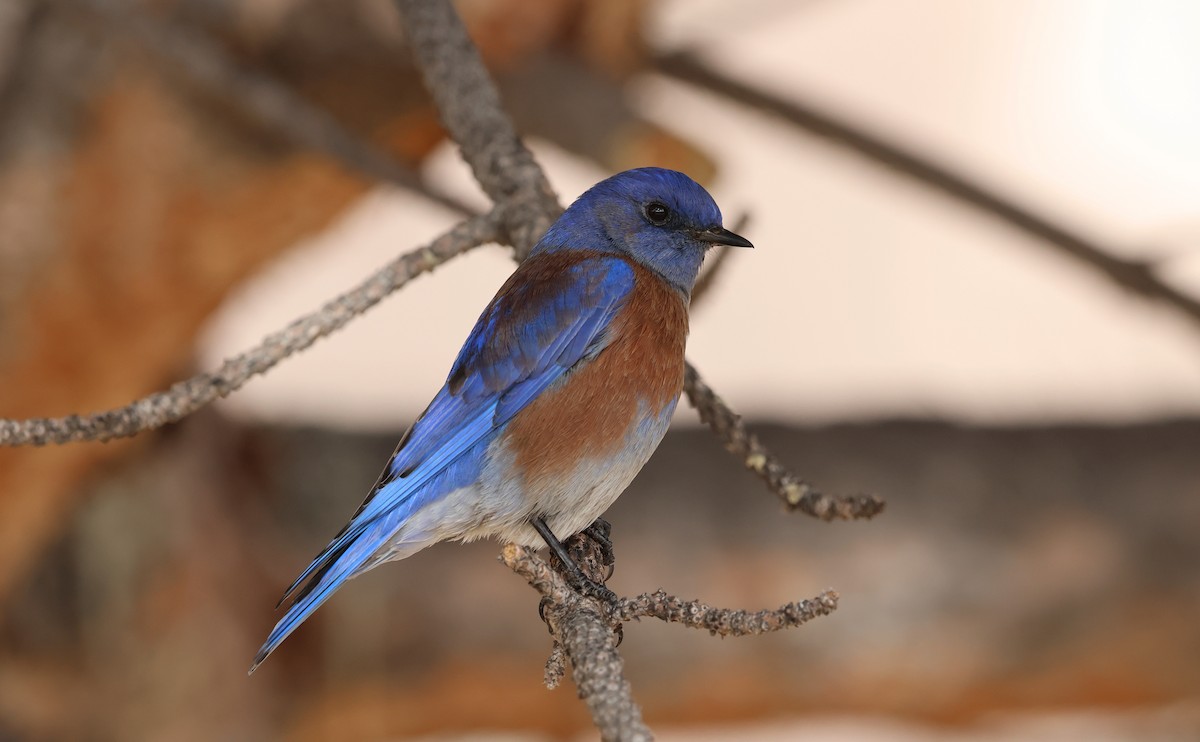 Western Bluebird - ML647736949
