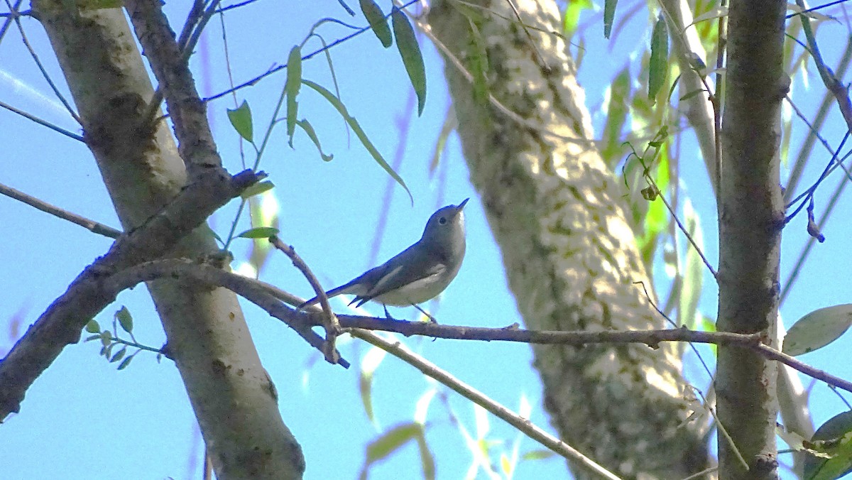 Голубая комароловка - ML647736961