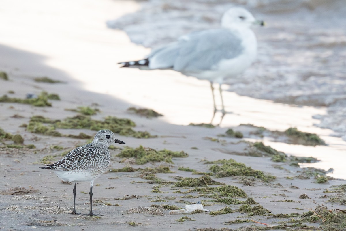 ダイゼン - ML647736963