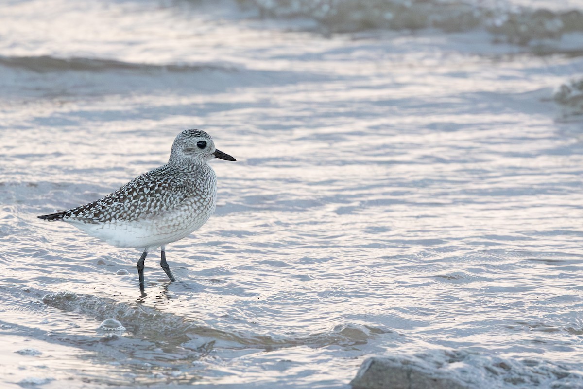 ダイゼン - ML647736994