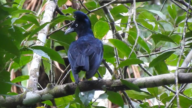 Красочуб білоокий - ML647736996