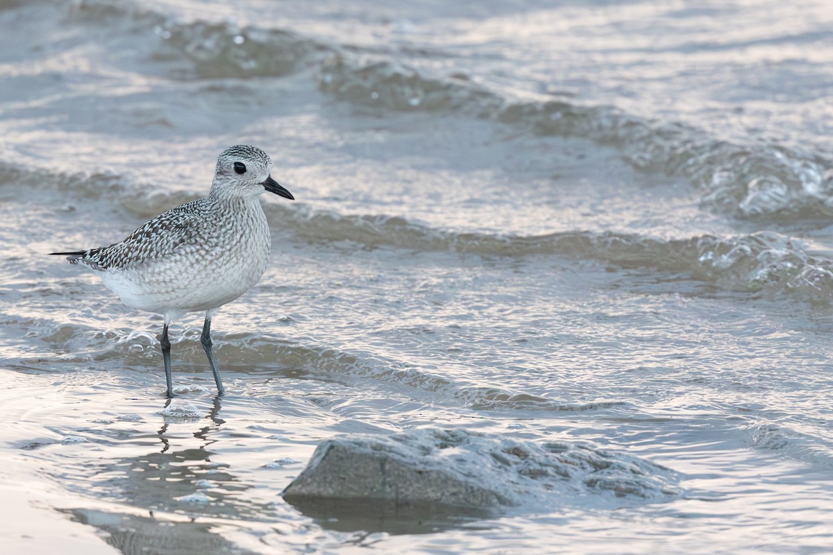 ダイゼン - ML647737010