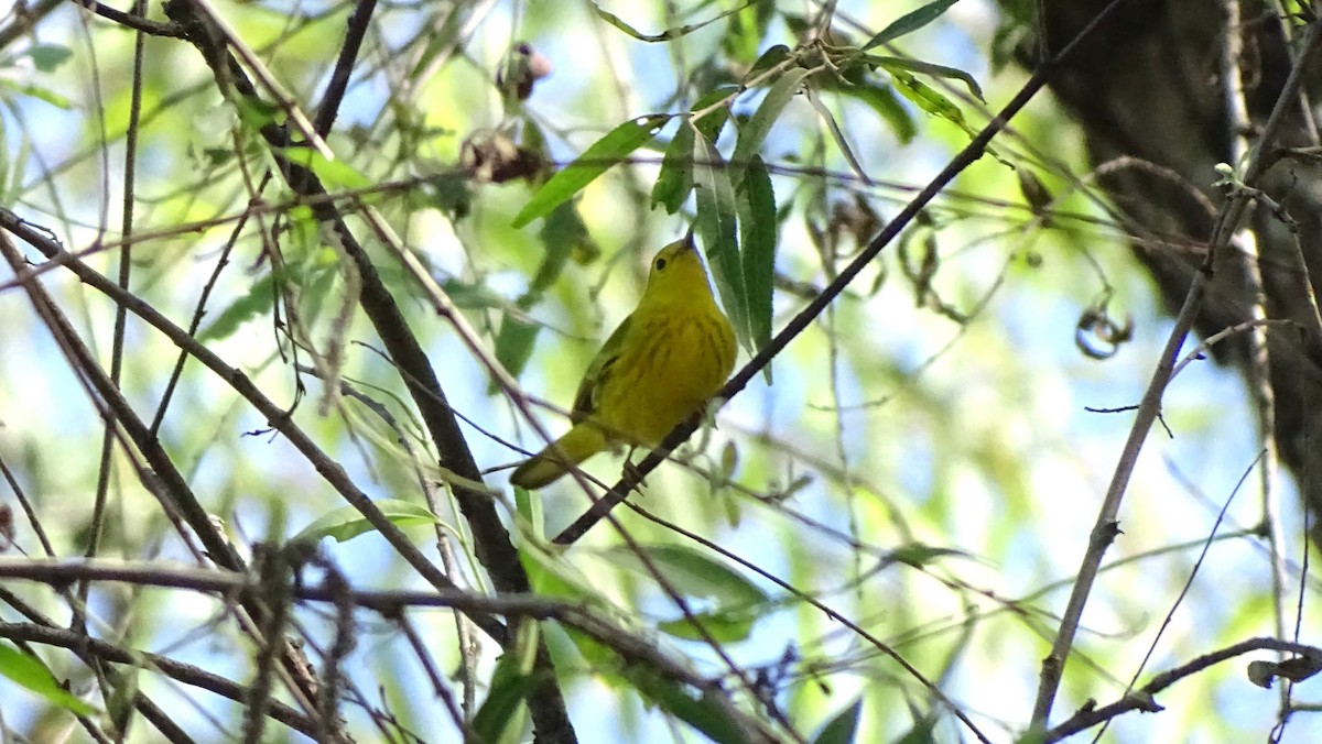 Northern Yellow Warbler - ML647737012