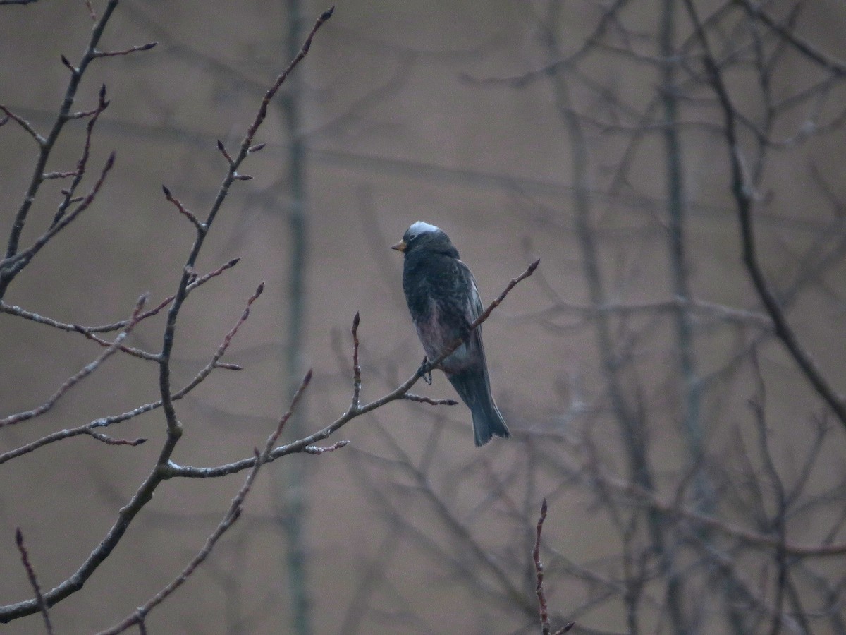 Black Rosy-Finch - ML647737038