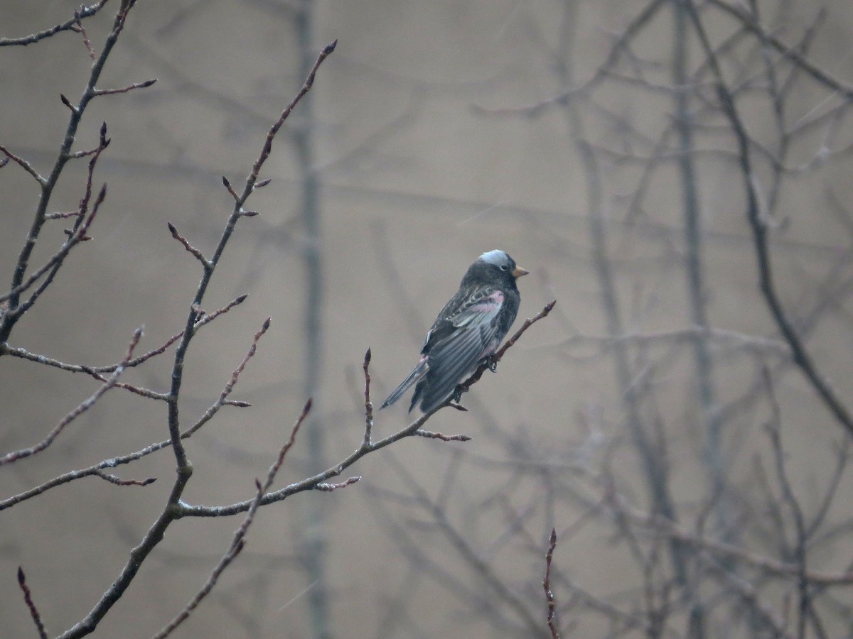 Black Rosy-Finch - ML647737040