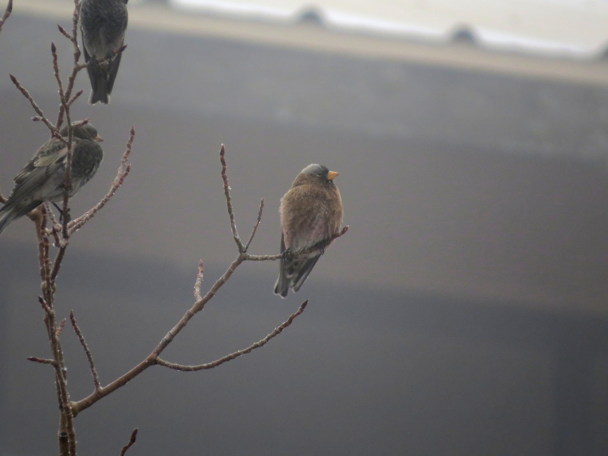 Gray-crowned Rosy-Finch (Gray-crowned) - ML647737044