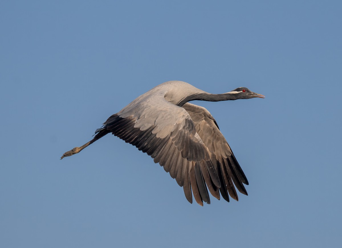 Telli Turna - ML647737046