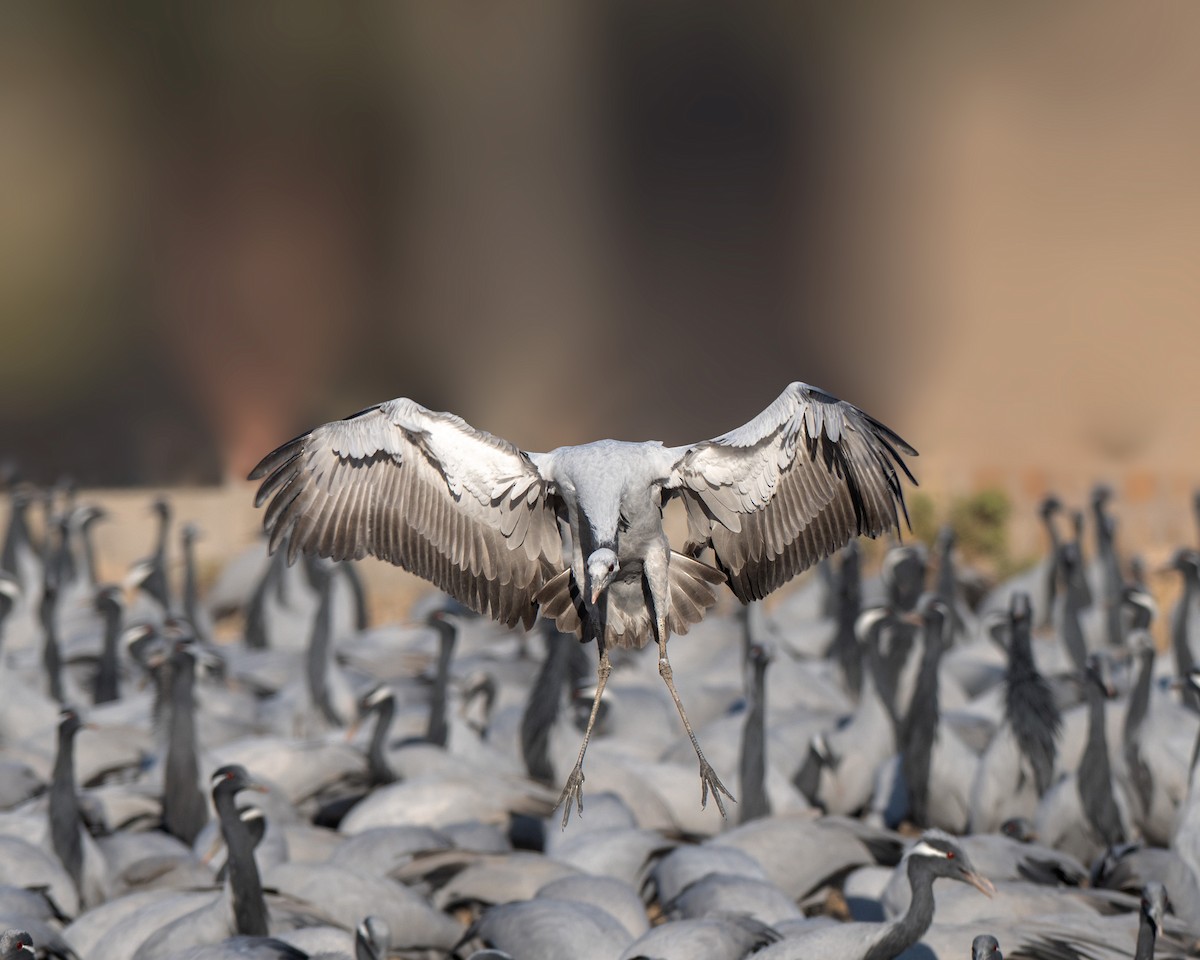 Telli Turna - ML647737047