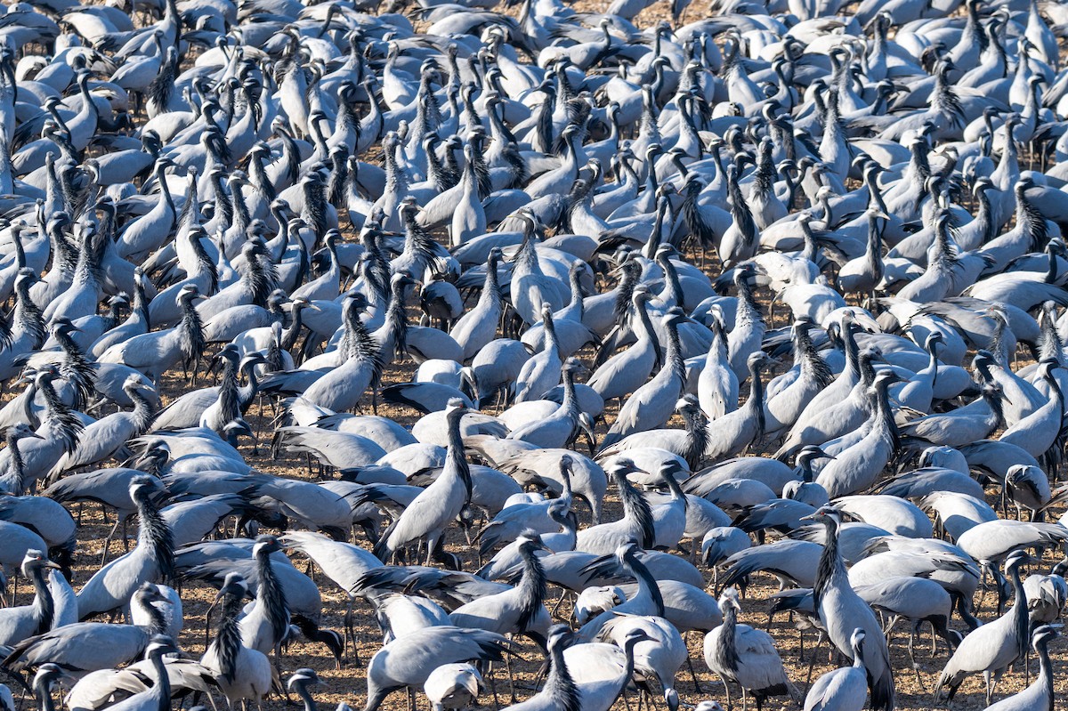 Telli Turna - ML647737048