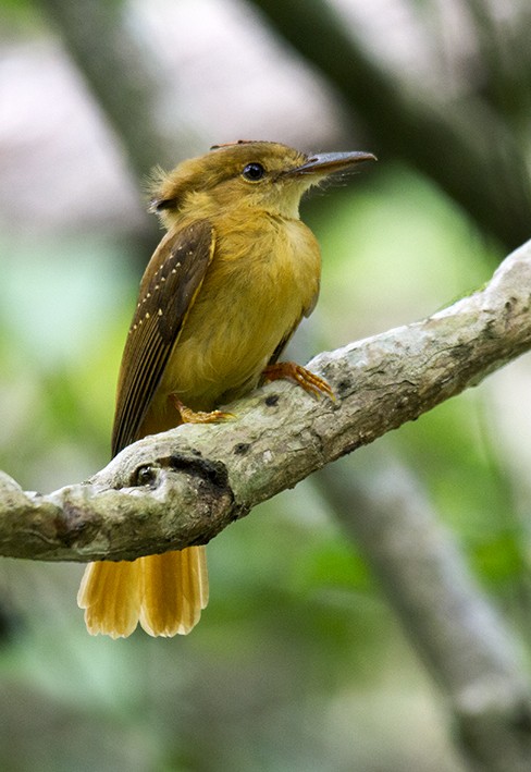 Tropical Royal Flycatcher (Pacific) - ML647737049