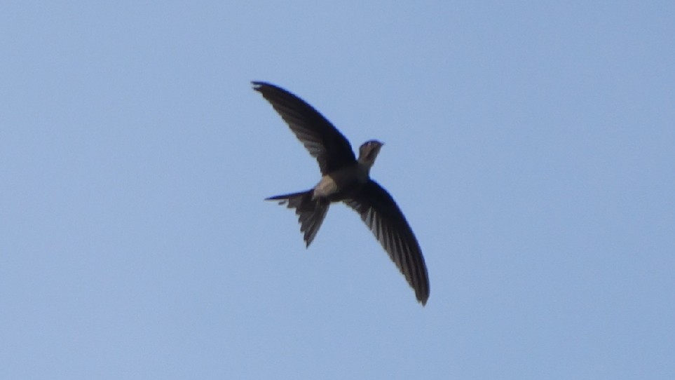 Серпокрилець південноазійський - ML647737060