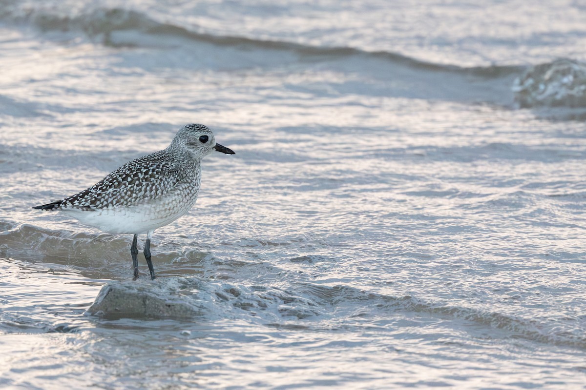 ダイゼン - ML647737061