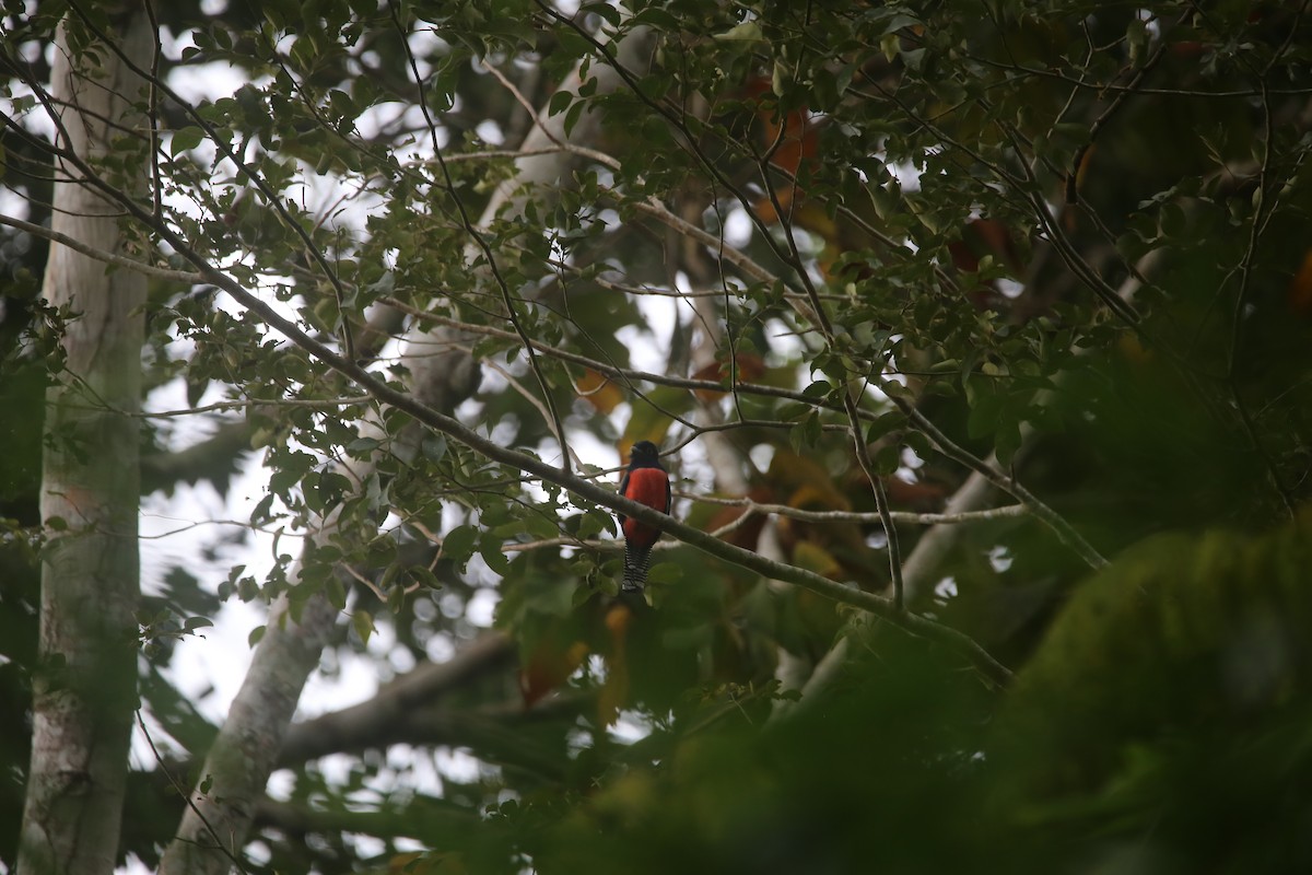 Blue-crowned Trogon - ML647737088