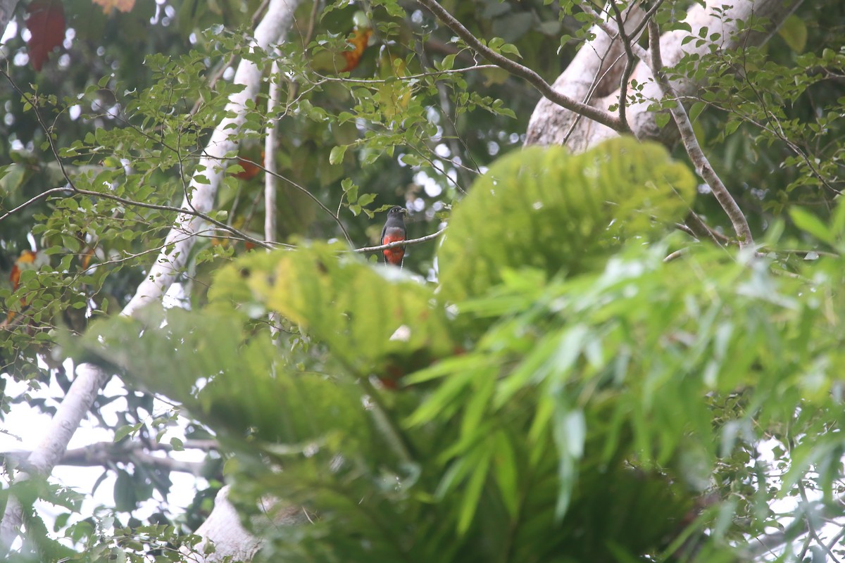 Blue-crowned Trogon - ML647737089