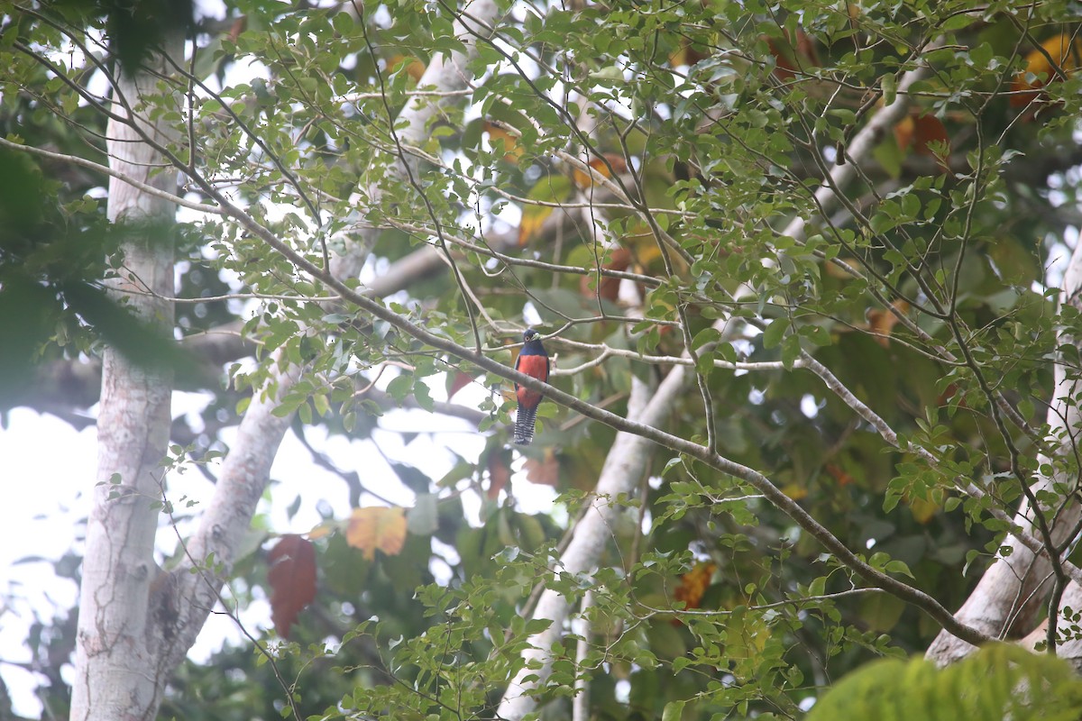 Blue-crowned Trogon - ML647737090