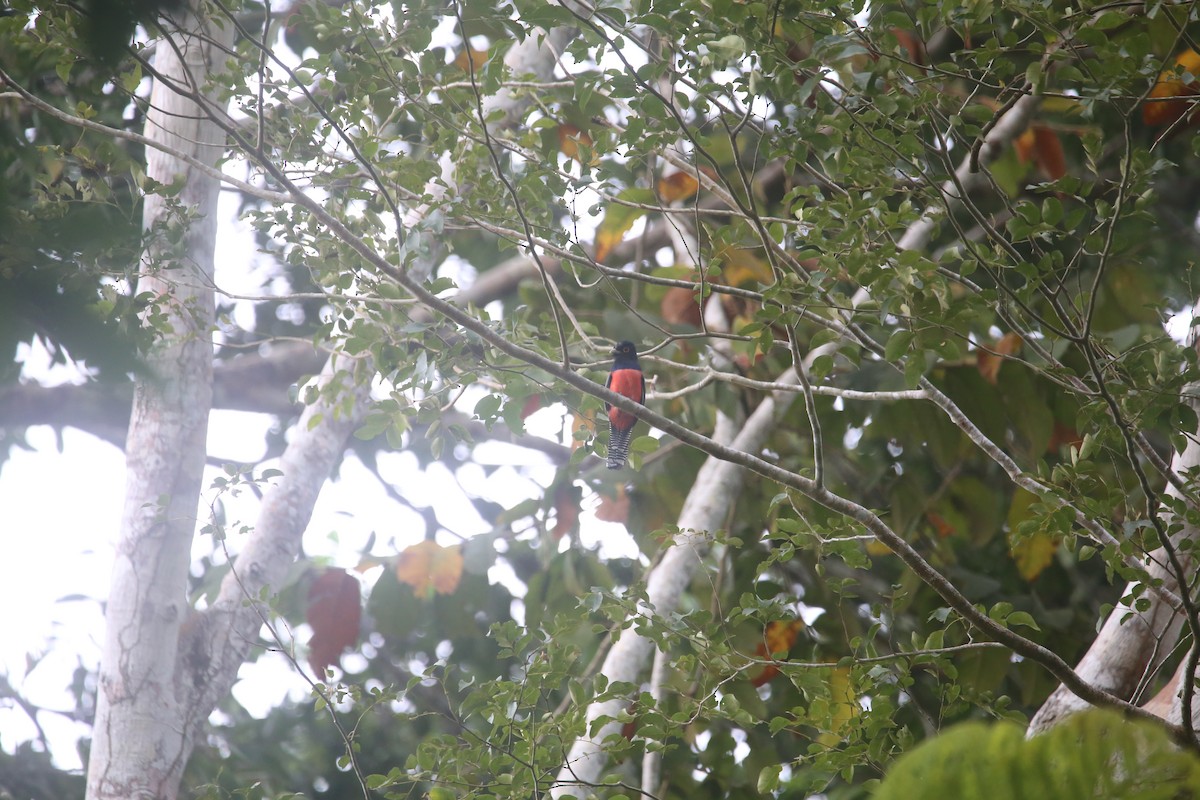 Blue-crowned Trogon - ML647737091