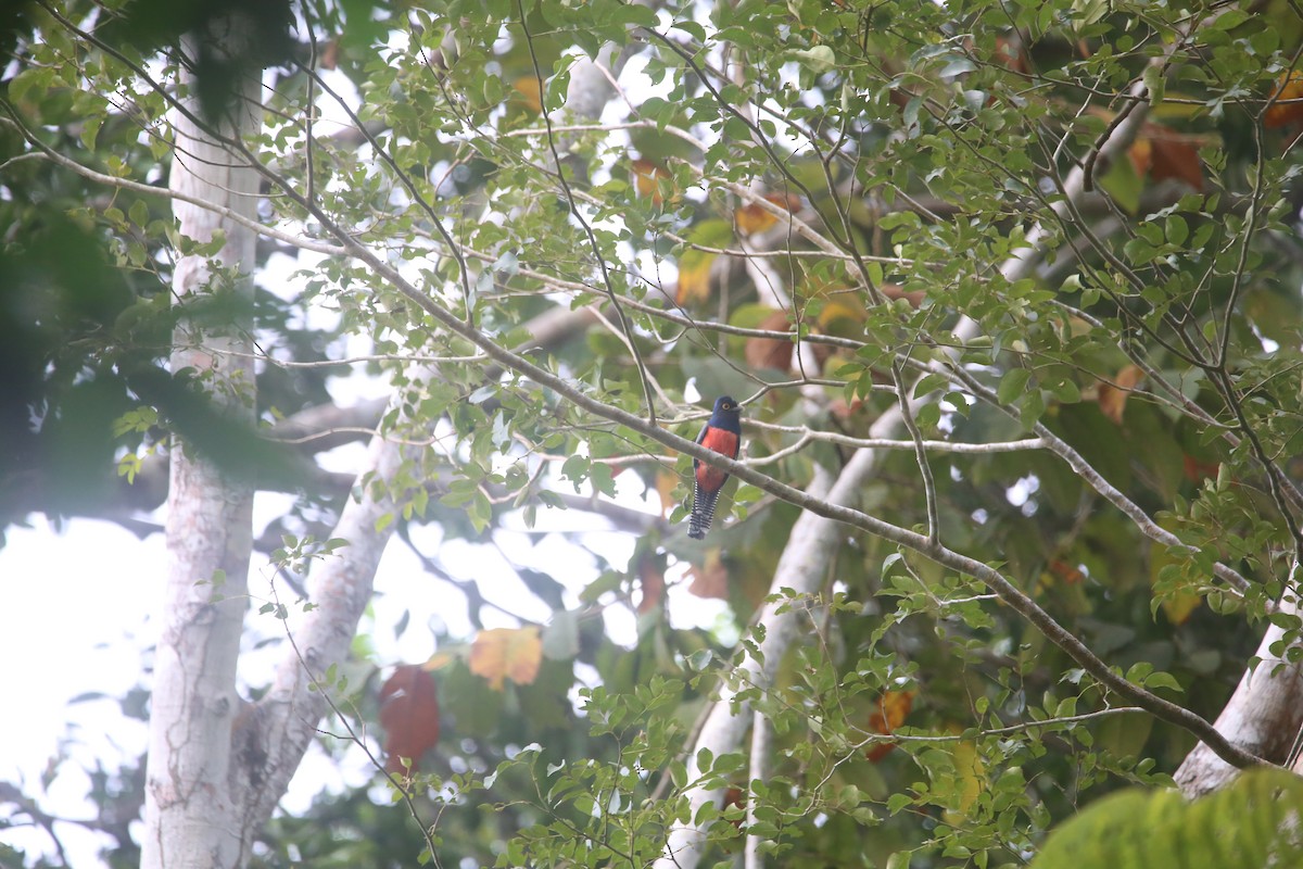 Blue-crowned Trogon - ML647737092