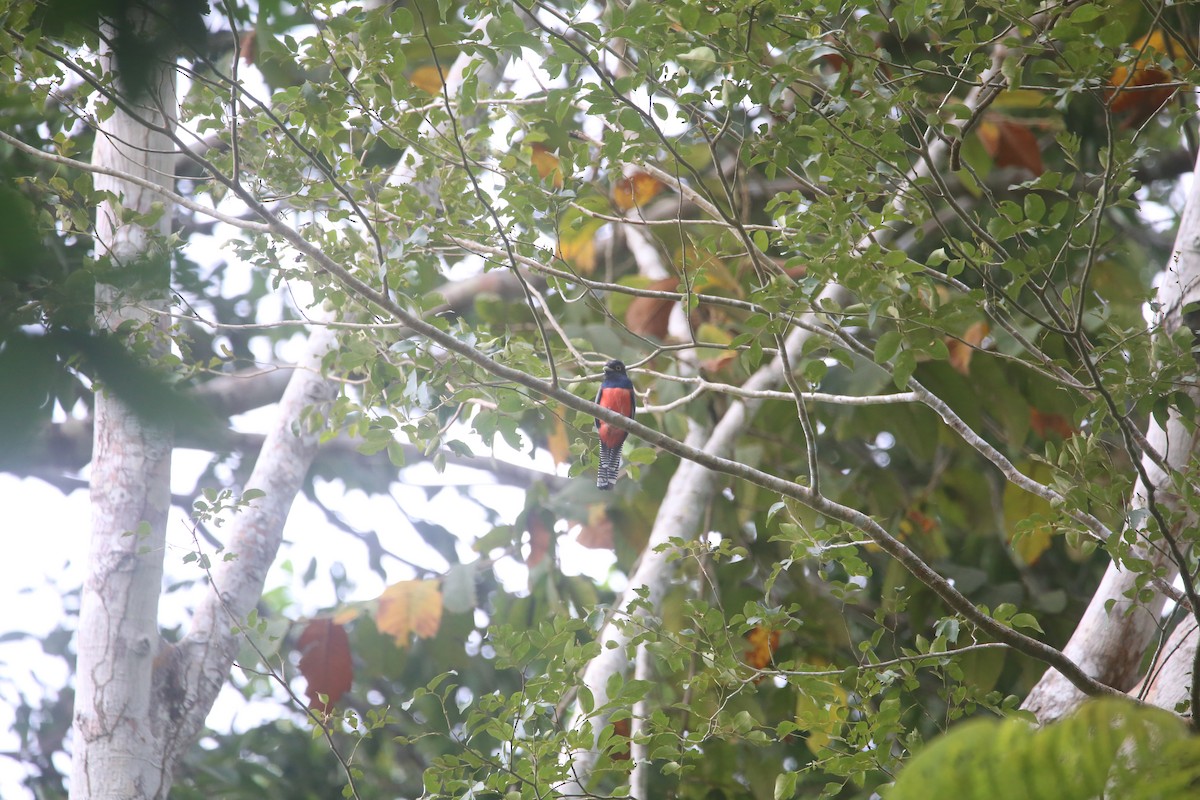 Blue-crowned Trogon - ML647737093