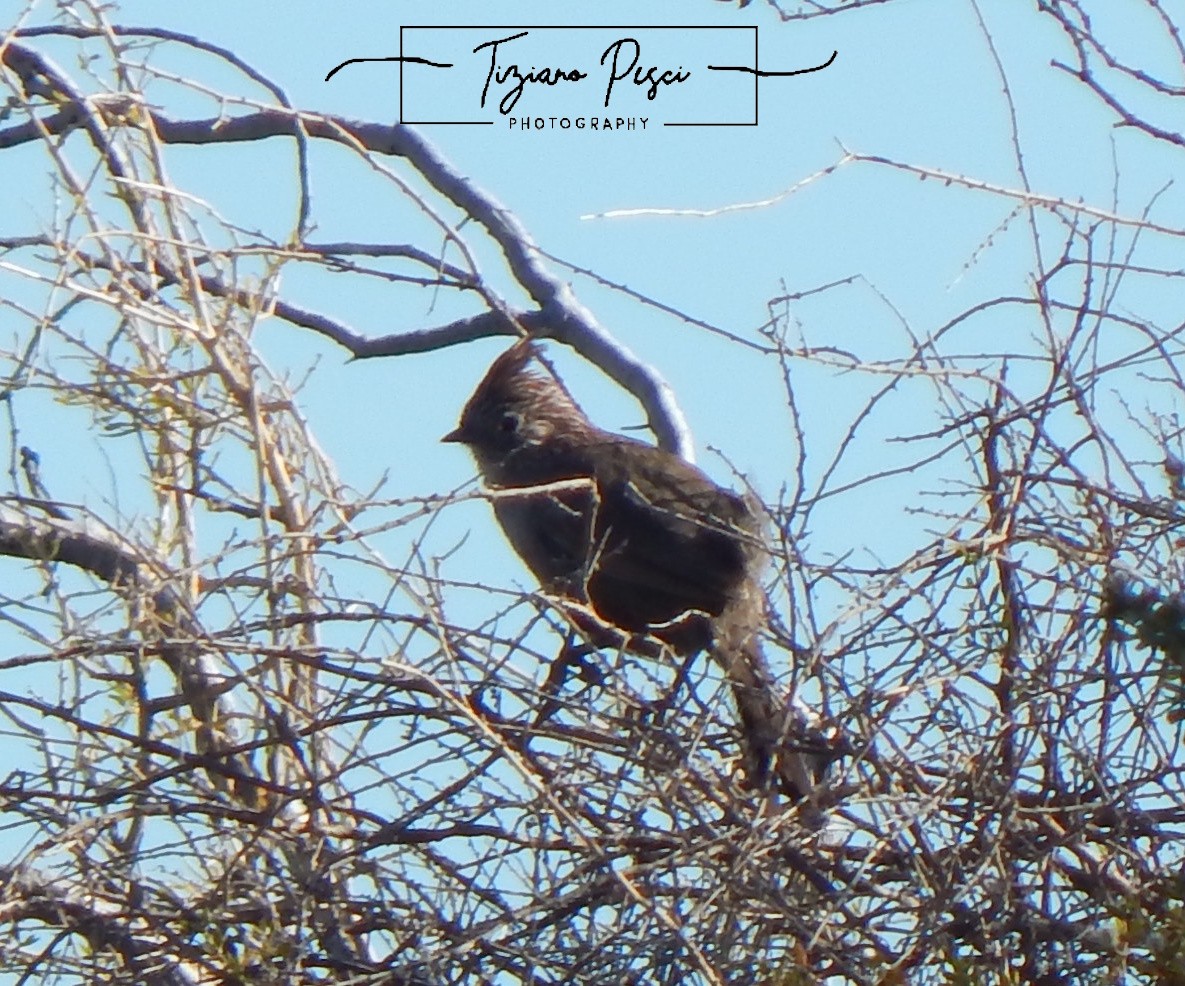 Crested Gallito - ML647737113
