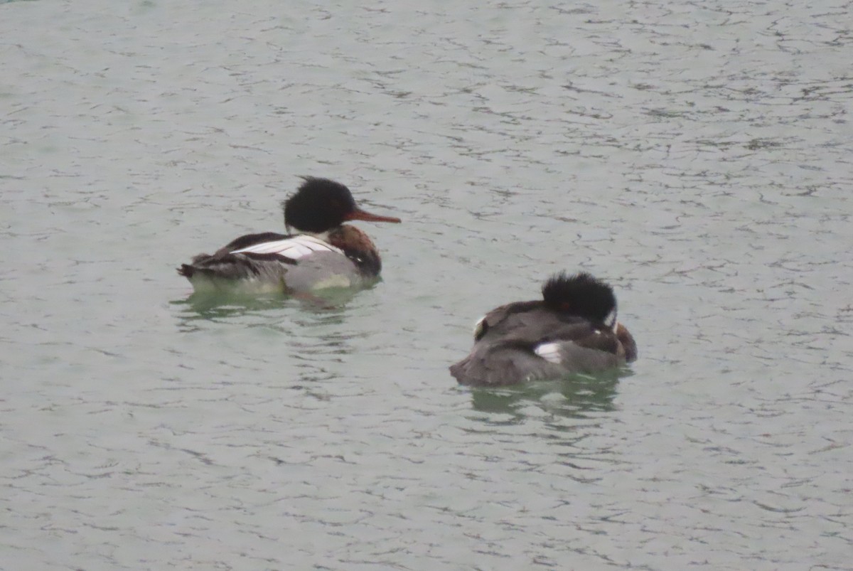 Serreta Mediana - ML647737116