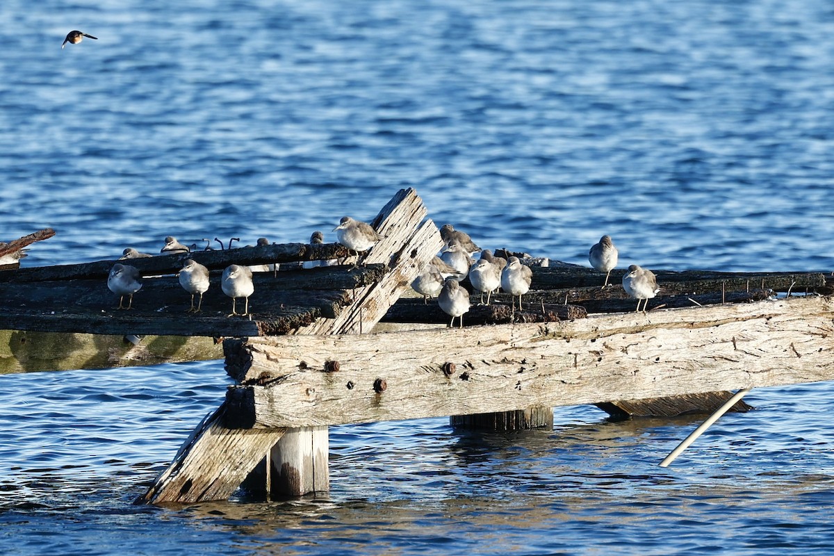 Gray-tailed Tattler - ML647737191