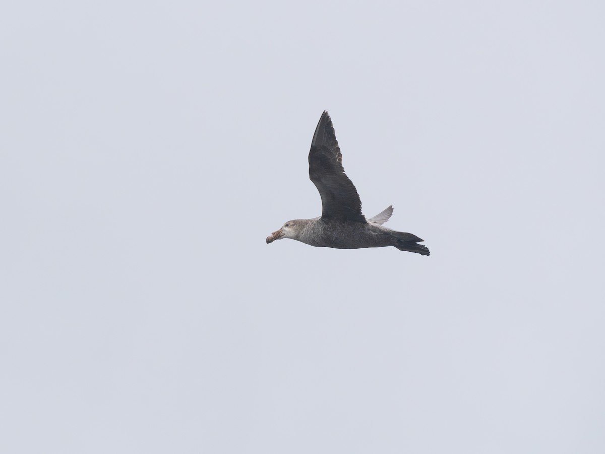 Kuzey Dev Fırtınakuşu - ML647737196