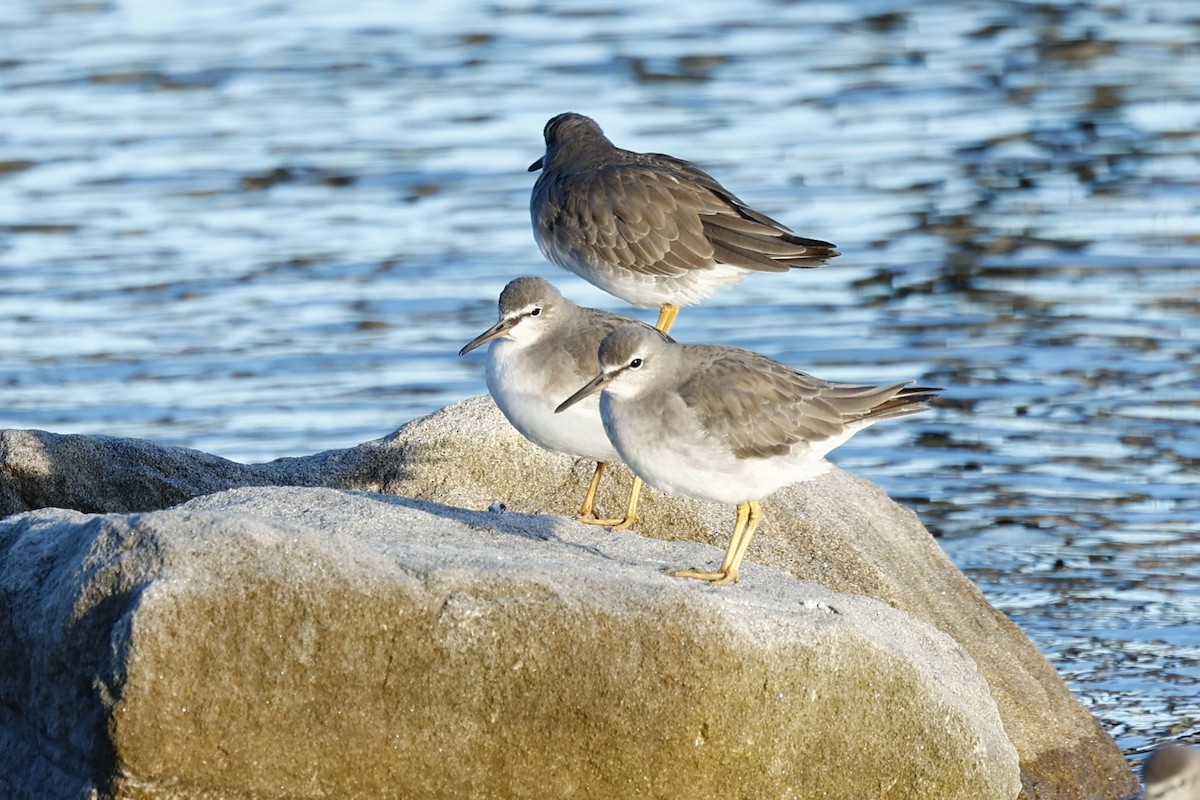 Gray-tailed Tattler - ML647737208