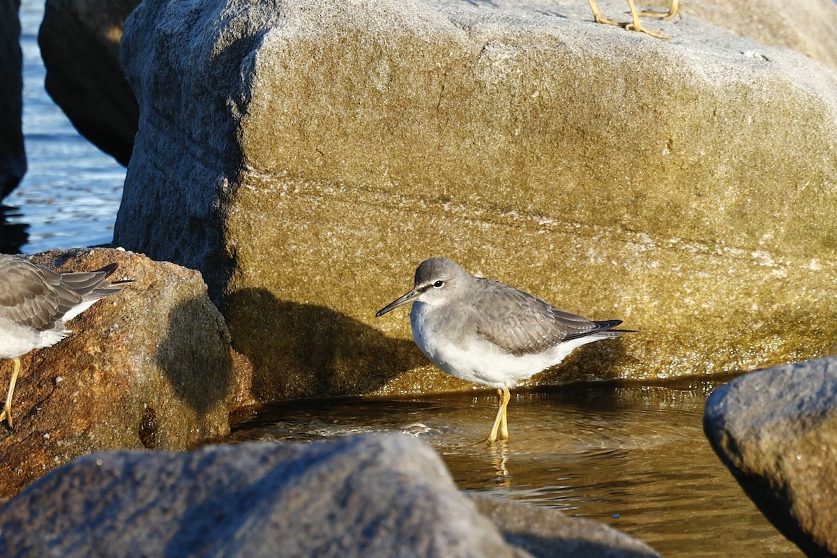 Gray-tailed Tattler - ML647737209