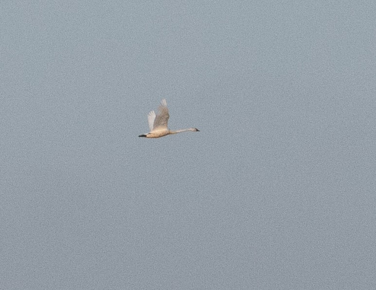 Tundra Swan - ML647737219