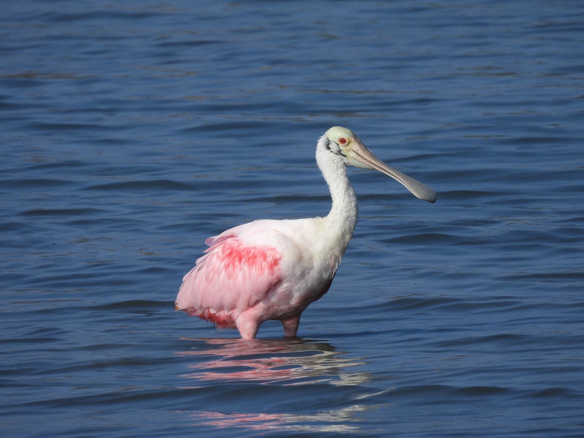 Espátula Rosada - ML647737220
