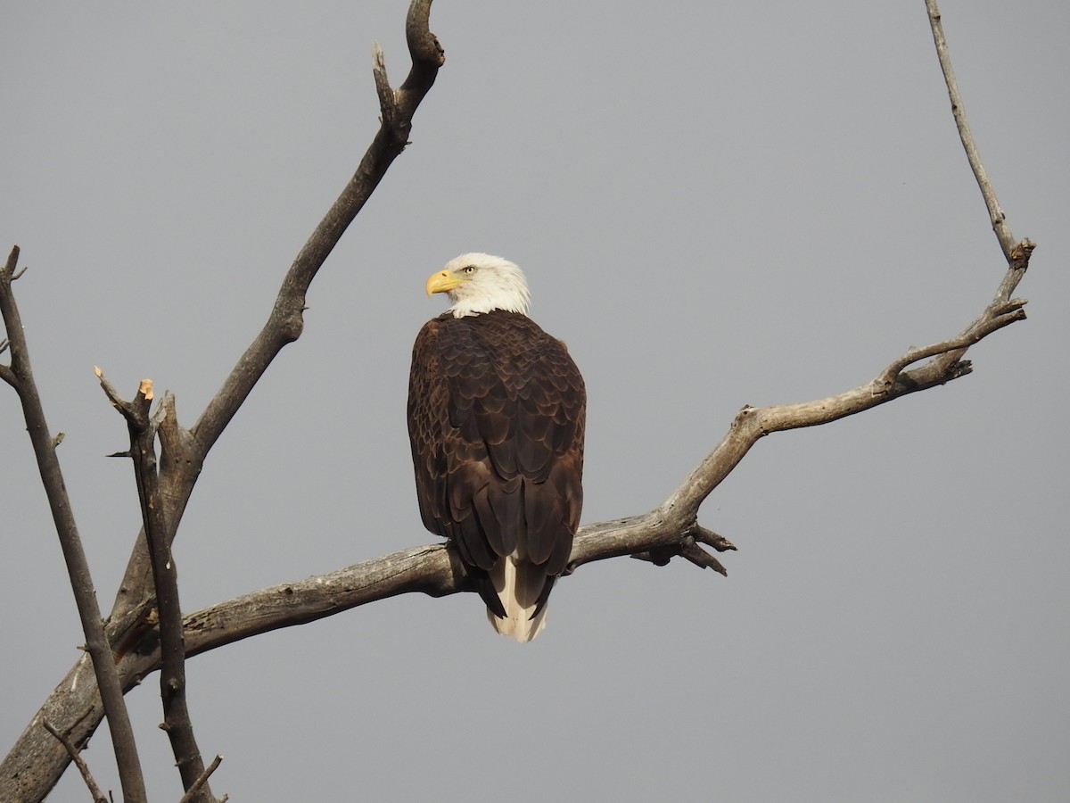 Itsas arrano buruzuria - ML647737221