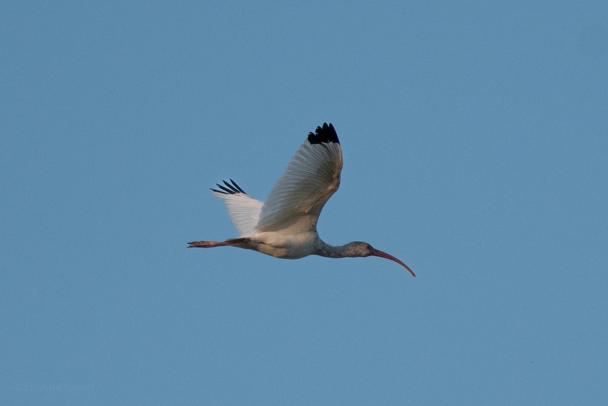 Corocoro Blanco - ML647737239