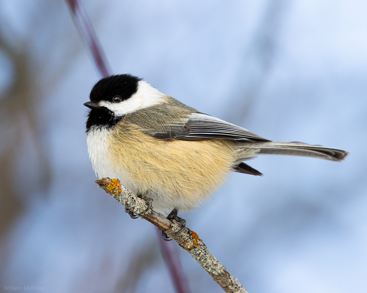 Black-capped Chickadee - ML647737241