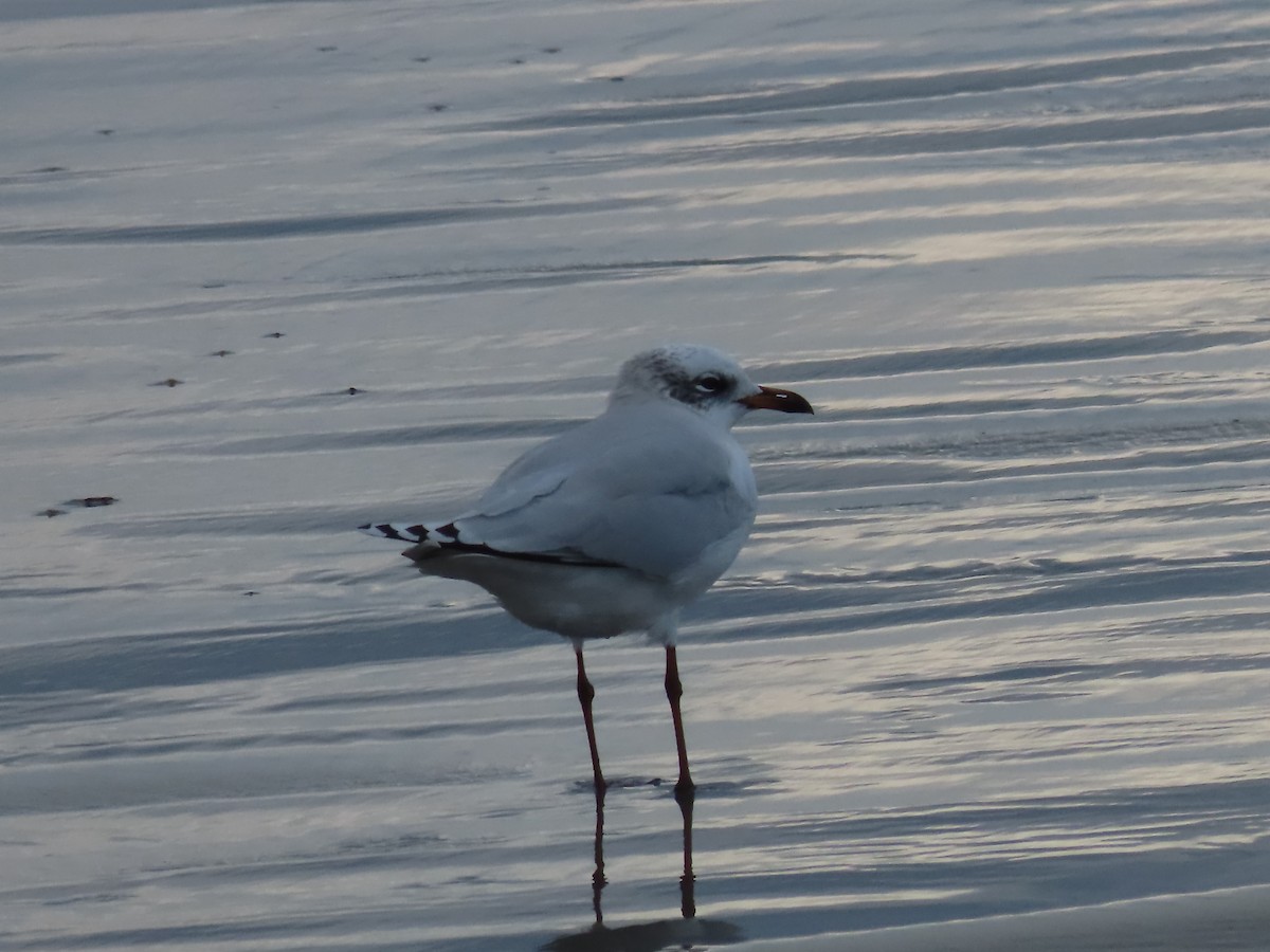 Mediterranean Gull - ML647737242