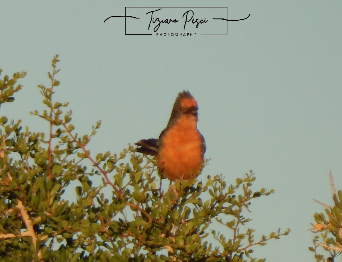 White-tipped Plantcutter - ML647737244