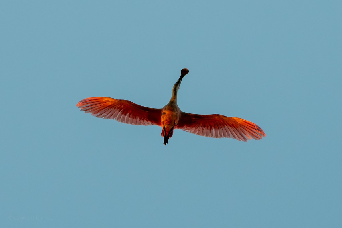 Espátula Rosada - ML647737248