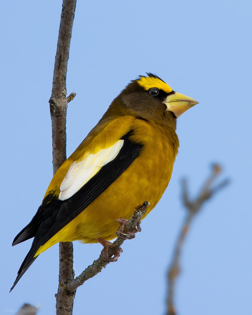 עב-מקור ערב - ML647737255