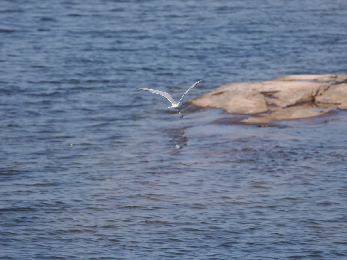 Common Tern - ML647737268