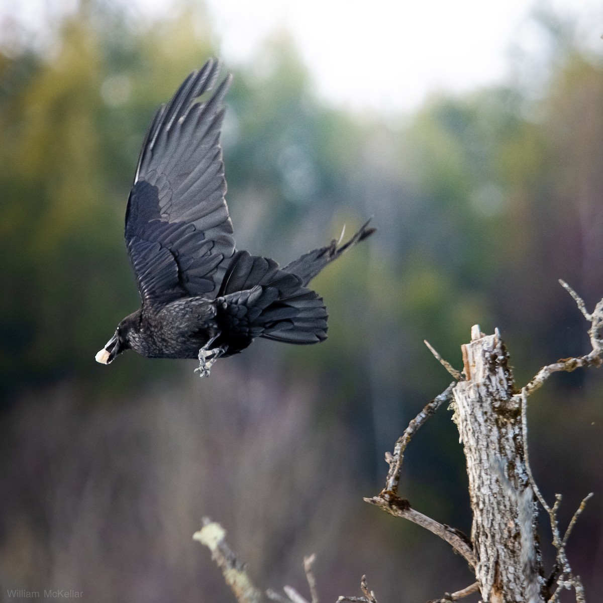 עורב שחור - ML647737269