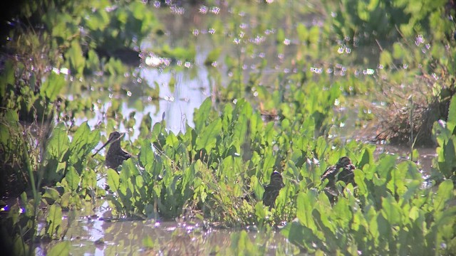 Баранець американський - ML647737289