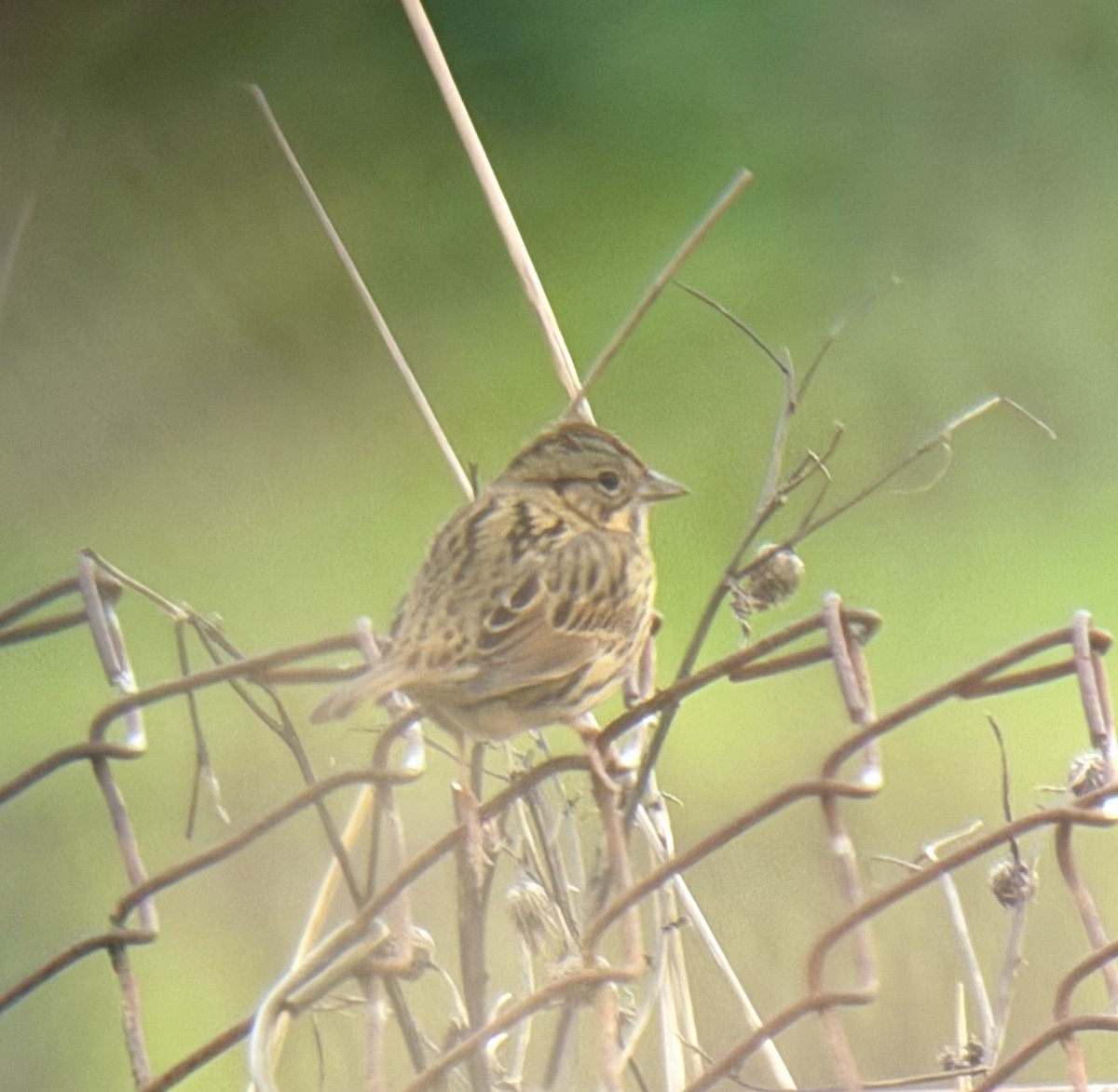 Lincoln's Sparrow - ML647737290