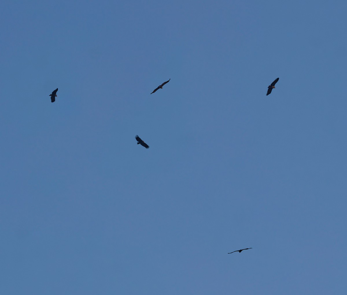 Buitre Negro - ML647737295