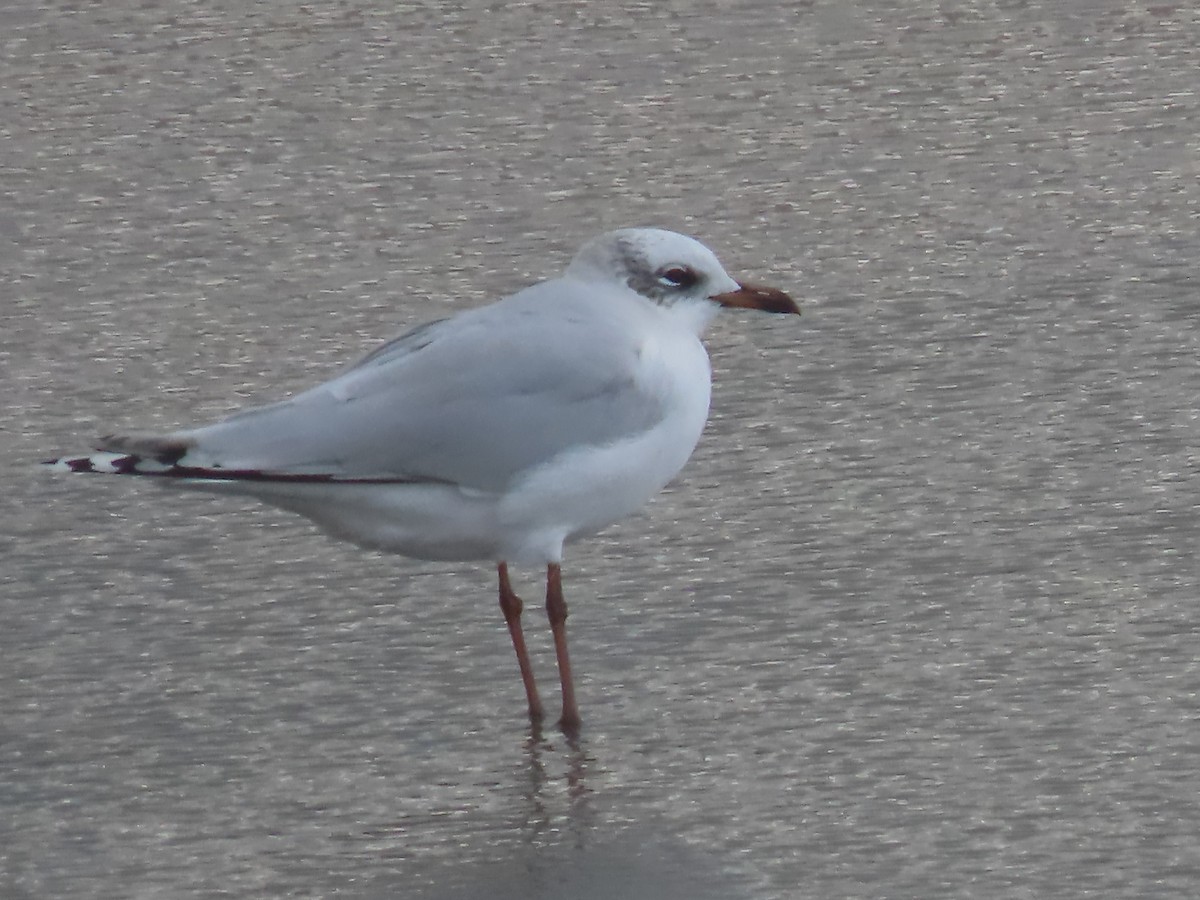 Mediterranean Gull - ML647737296