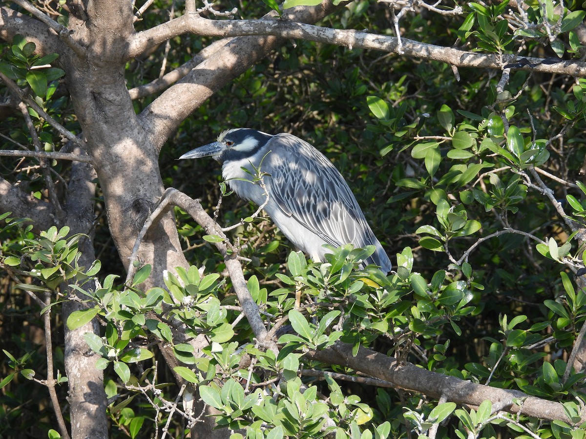 kvakoš žlutočelý - ML647737327