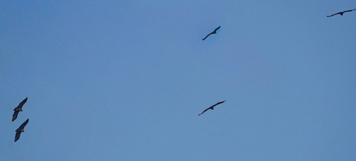 Buitre Negro - ML647737328